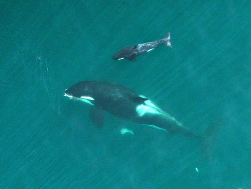This September 2015 photo provided by NOAA Fisheries shows an adult female orca, identified as L-91, eating a salmon as her newborn calf swims near the San Juan Islands in Washington state's Puget Sound. Federal biologists flying a drone have taken thousands of rich images of endangered Puget Sound orcas, showing the whales are in good condition this year and that several appear to be pregnant. (NOAA Fisheries/Vancouver Aquarium via AP)