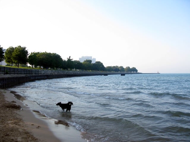 Foster Ave. Beach. Photo courtesy of Creative Commons.