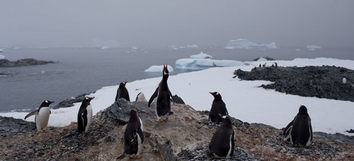 Gentoo penguins stand on a rock near station Bernardo O'Higgins, Antarctica. The melting of Antarctic glaciers as a consequence of global warming is concerning scientists because of rising sea levels that will eventually reshape the planet. (AP Photo/Natacha Pisarenko)