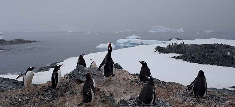 Gentoo penguins stand on a rock near station Bernardo OHiggins, Antarctica. The melting of Antarctic glaciers as a consequence of global warming is concerning scientists because of rising sea levels that will eventually reshape the planet. (AP Photo/Natacha Pisarenko)