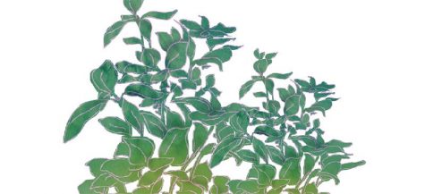 Let it grow: Herb gardens flourish in small urban spaces