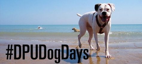 #DPUDogDays: How DePaul students are spending their summer
