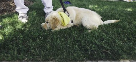 Pets and people celebrate adoption at Woofstock
