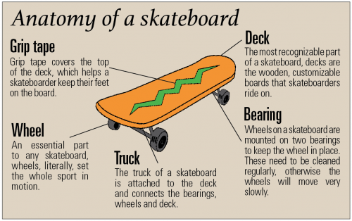 Skateboard anatomy