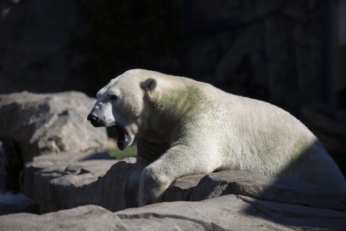 Brookfield Zoo offers a larger variety of animals, like this polar bear, but it comes with a heftier price tag and requires a trek. (Connor O'Keefe / The DePaulia)