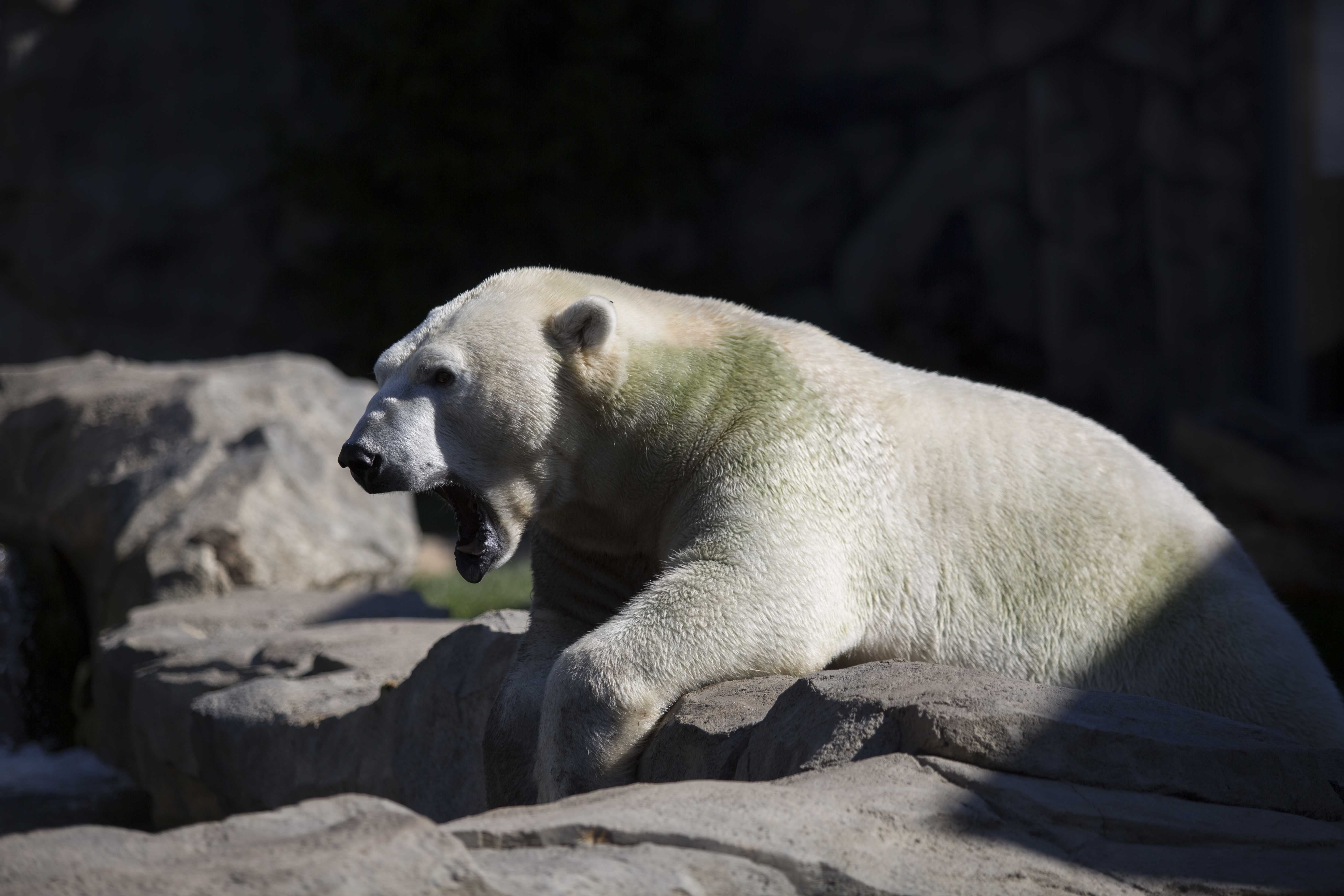 Call Of The Wild: Explore Acres Of Animals At Chicago Zoos - The Depaulia