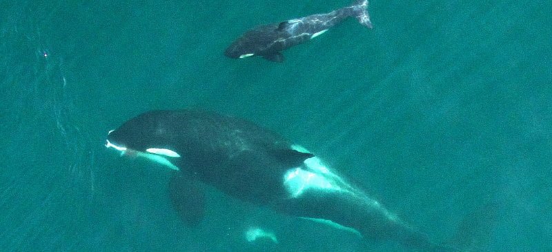 Biologists fly drone to track health of endangered orcas