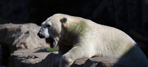 Call of the Wild: Explore acres of animals at Chicago zoos