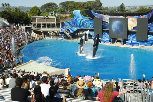 Orca whales perform during the One Ocean show at SeaWorld San Diego on Oct. 9, 2015 in San Diego. Battered by controversy over its treatment of killer whales, SeaWorld San Diego announced plans for a new attraction to boost sliding attendence numbers, and intends to phase out its killer whale show. (K.C. Alfred/San Diego Union-Tribune/TNS)