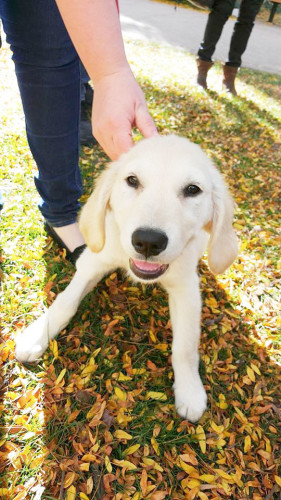 Lola, a popular dog on the Facebook group, DePaul Dogspotting. (Photo courtesy of NATHALY SHAMMO)