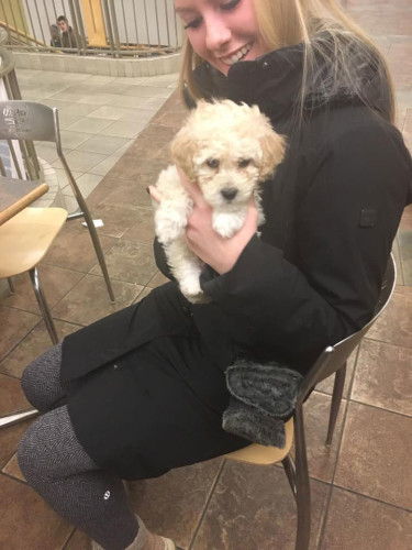 DePaul Dogspotters found this puppy in the Student Center. (Photo courtesy of EMILY DUNN)