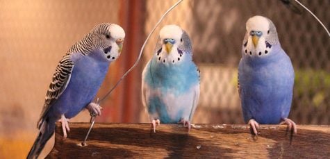 Where you can play with animals in Lincoln Park