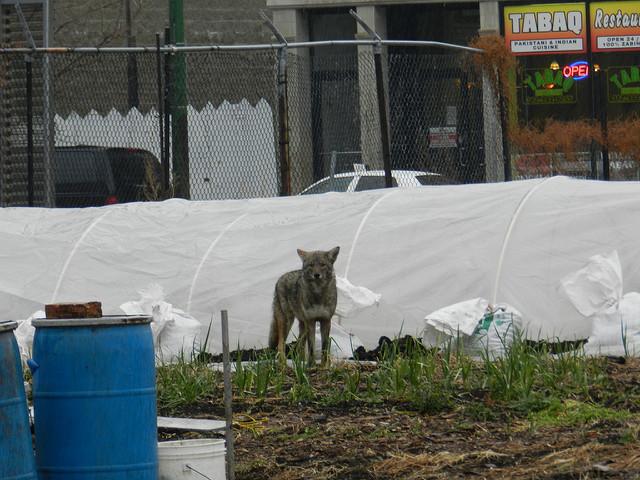 A wet coyote wanders around Chicago. (Photo courtesy of John W. Iwanski)