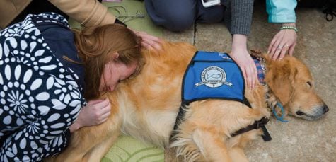 Photos: Therapy dogs bring cuddly comfort to campus