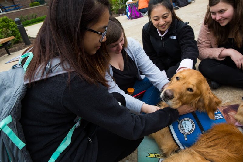 Photos%3A+Therapy+dogs+bring+cuddly+comfort+to+campus