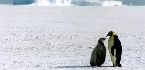 Sanctuary in the antarctic