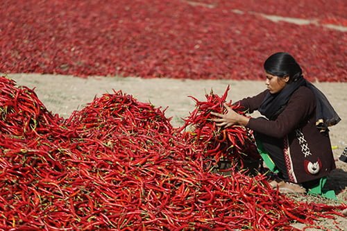 A woman sorts red chillies near Gandhinagar, India in this Feb. 25 photo.  (Ajit Solanki | AP)