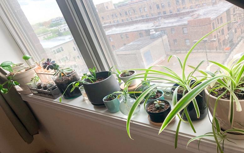 Jessica Roberts has over 20 plants just on her window sillls alone. North-facing windows allow for consistent sunlight making it easy for growth and care. 