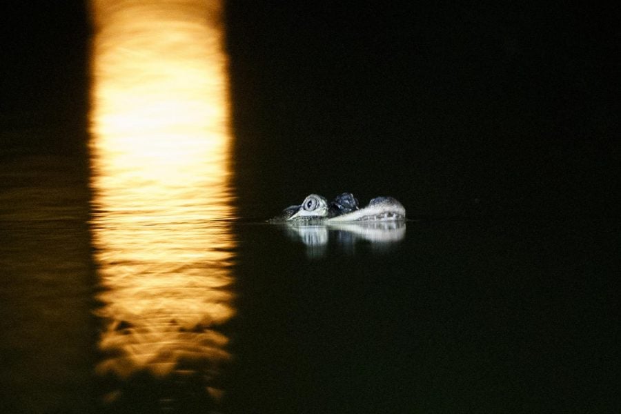 An alligator floats in the Humboldt Park Lagoon, Tuesday, July 9, 2019, in Chicago. Officials couldnt say how the creature got there, but traps are being placed around the lagoon in hopes the animal will swim into one and be safely removed.