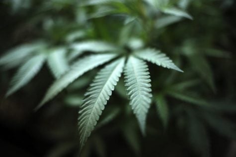 Chicago wants public to weigh in on legal marijuana sales