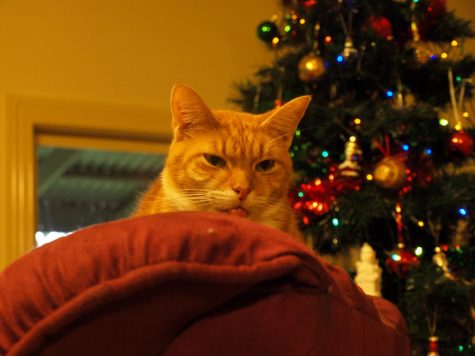 Don’t forget about your pets this holiday season