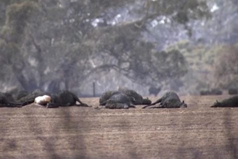 Wildfires threaten unique critters on Australian ‘Galapagos’