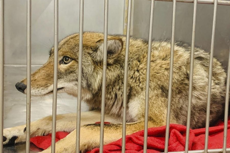 This Friday, Jan. 10, 2020 photo provided by Chicago Animal Care and Control in Chicago shows an injured coyote after it was successfuly located and safely darted with a tranquilizer. A Chicago animal control official says DNA tests to determine if the coyote captured on the citys North Side is the animal that attacked a 6-year-old boy will take weeks to complete. Jenny Schlueter of the Chicago Animal Care and Control says the coyote that was captured Thursday night will be held at an animal rehabilitation center until the tests are completed.