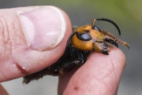 In this April 23, 2020, photo provided by the Washington State Department of Agriculture, a researcher holds a dead Asian giant hornet in Blaine, Wash. FILE - This Dec. 30, 2019 photo provided by the Washington State Department of Agriculture shows a dead Asian giant hornet in a lab in Olympia, Wash. It is the world's largest hornet, a 2-inch long killer with an appetite for honey bees. Dubbed the