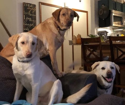 Three of the 50 dogs that Eryn Fleener and her family have fostered.