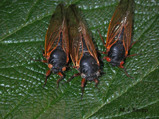  Brood 10 will come by the thousands starting mid-May and will remain above ground until June. 