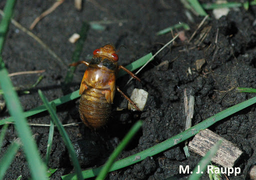 By the beginning of July, the cicadas will be gone until their next emergence 17 years from now. 