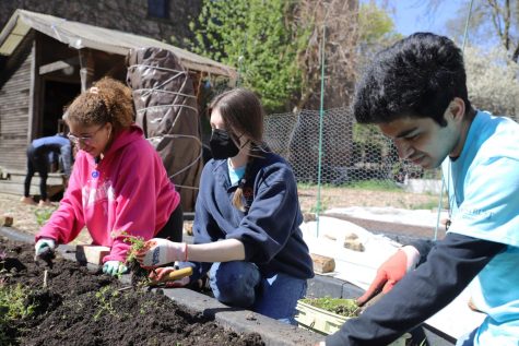  DePaul students Lily Merryman, Andrea Watkins and Danesh Kumar get rid of weeds to get ready for planting at Ginkgo Community Gardens in Buena Park.