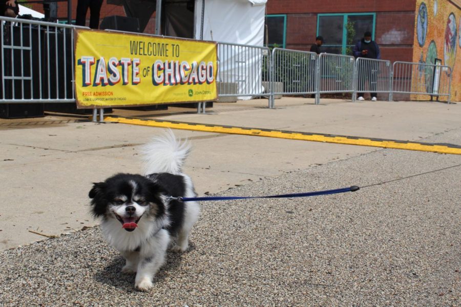 Mascotas, al igual que la gente, fueron bienvenidos a The Taste of Chicago de La Villita.
