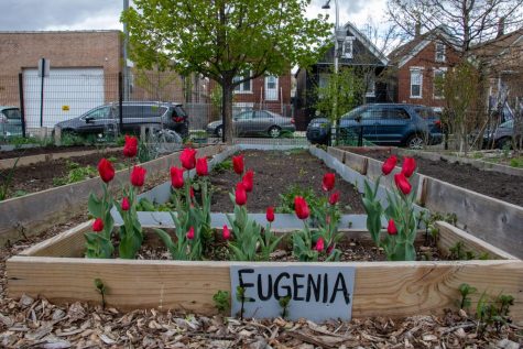 Red tulips are planted in a plot in the community garden facing the houses that helped create Semillas de Justicia.