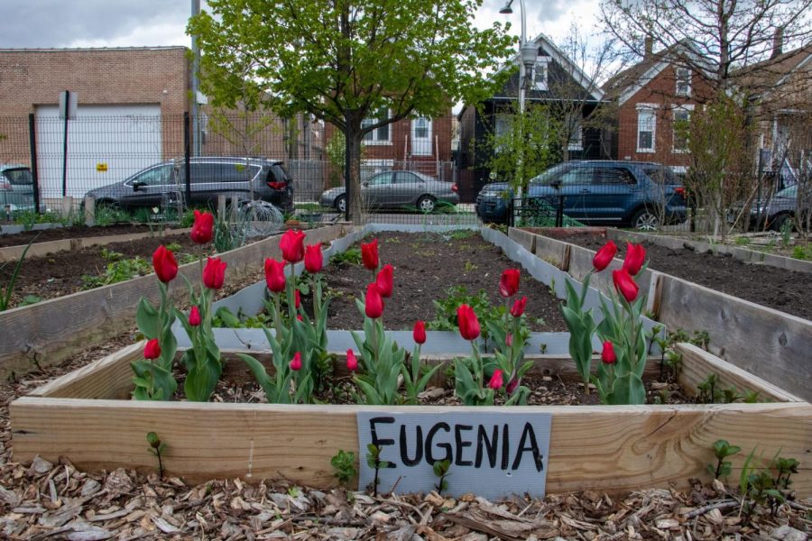 Red+tulips+are+planted+in+a+plot+in+the+community+garden+facing+the+houses+that+helped+create+Semillas+de+Justicia.