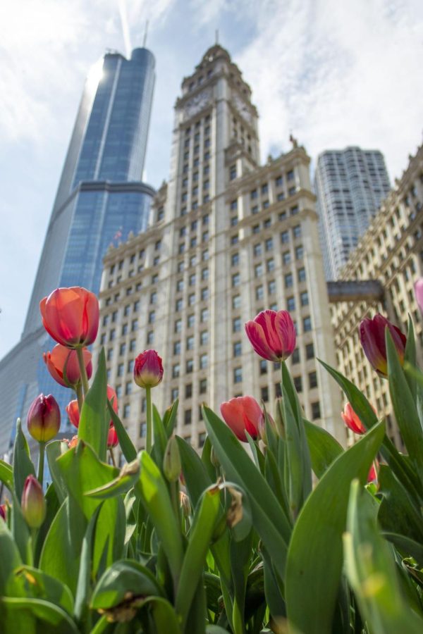 The traditional tulip bulbs planted each year began to bloom this past weekend.