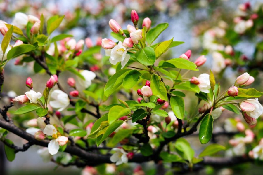 Cherry tree in Jackson Park begins to blossom on Tuesday, April 25. Unusual April weather conditions have disrupted the seasonal blossom pattern for the trees.