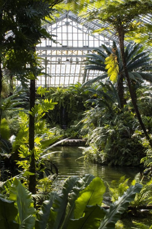 The pond inside the Garfield Park Conservatory on Friday, May 7. The greenhouse attracts visitors from across the city with its exotic plant life all year round.
