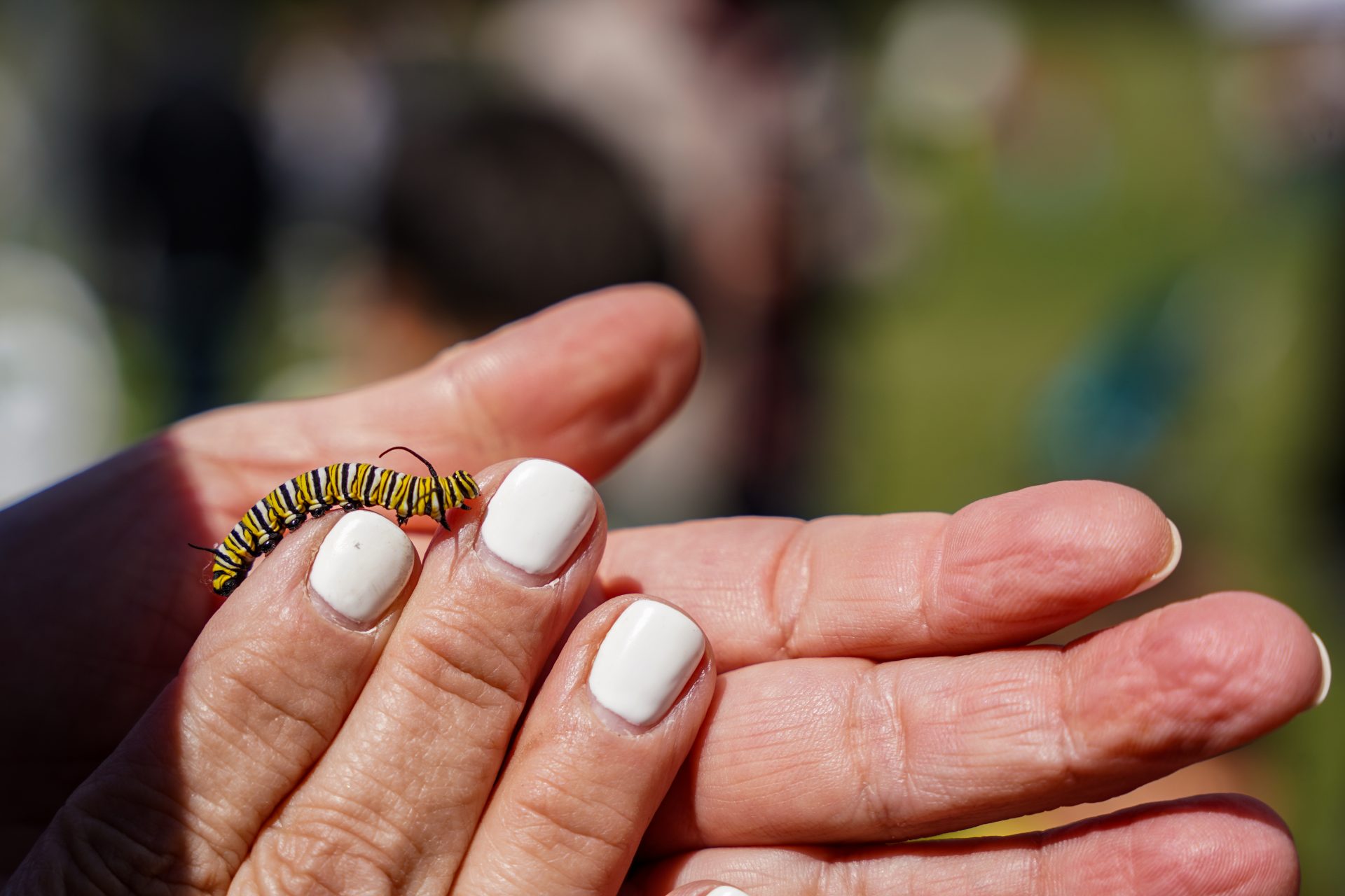 ’Siempre habrá mariposas’: Madre mexicana lucha por convertir a Chicago en un espacio más verde