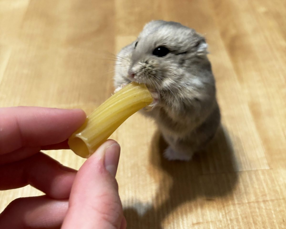 Po eats pasta as a treat in Chicago in March 2024. He is named after the main character in “Kung Fu
Panda” because of his love for food. 