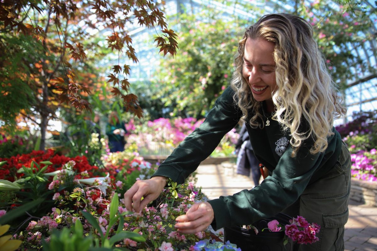 Lena Dimitroff, Class 2 floriculturist, prunes flowers in the Garfield Park Conservatory’s Show House in Chicago on Friday, April 11, 2025. Pruning promotes new growth and keeps flowers looking fresh.