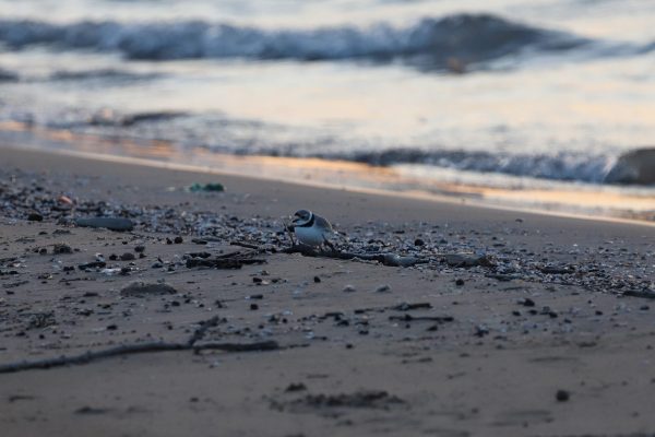 Pippin the piping plover sits on the beach at Montrose Point Bird Sanctuary on Wednesday, April 16, 2024. Pippin and Imani have both been spotted on the beach so far this year.