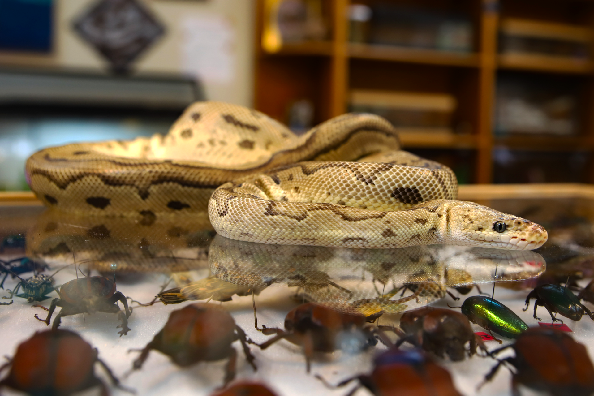 Finding solace amid a sea of beetles, a 60-year-old antelope — and maybe even snakes and spiders