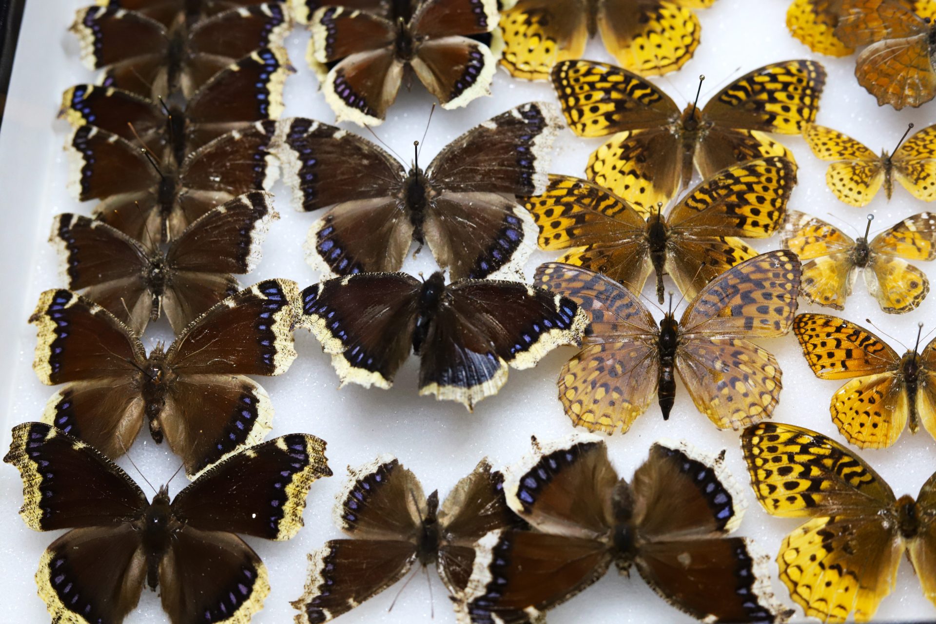Finding solace amid a sea of beetles, a 60-year-old antelope — and maybe even snakes and spiders